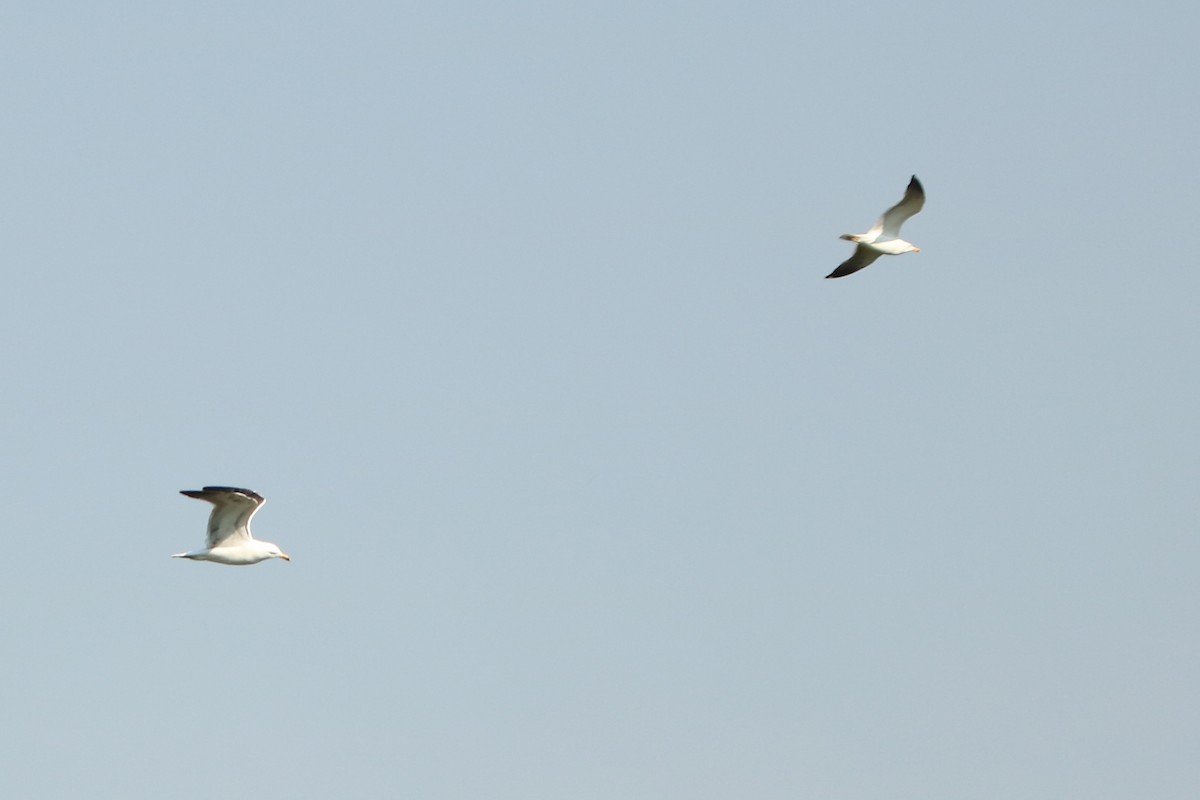 Lesser Black-backed Gull - ML152025531