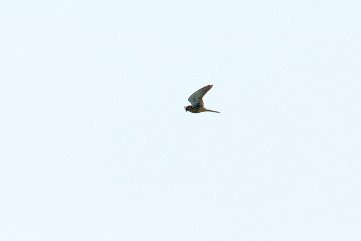 Eurasian Kestrel - Letty Roedolf Groenenboom