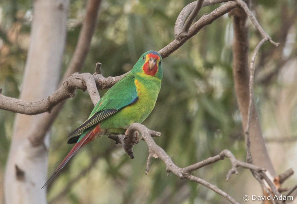 Swift Parrot - ML152026051