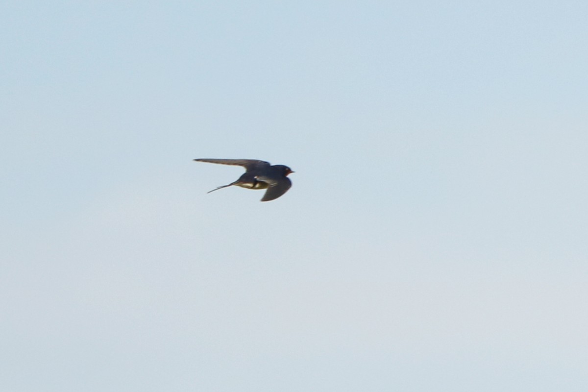 Barn Swallow - Letty Roedolf Groenenboom