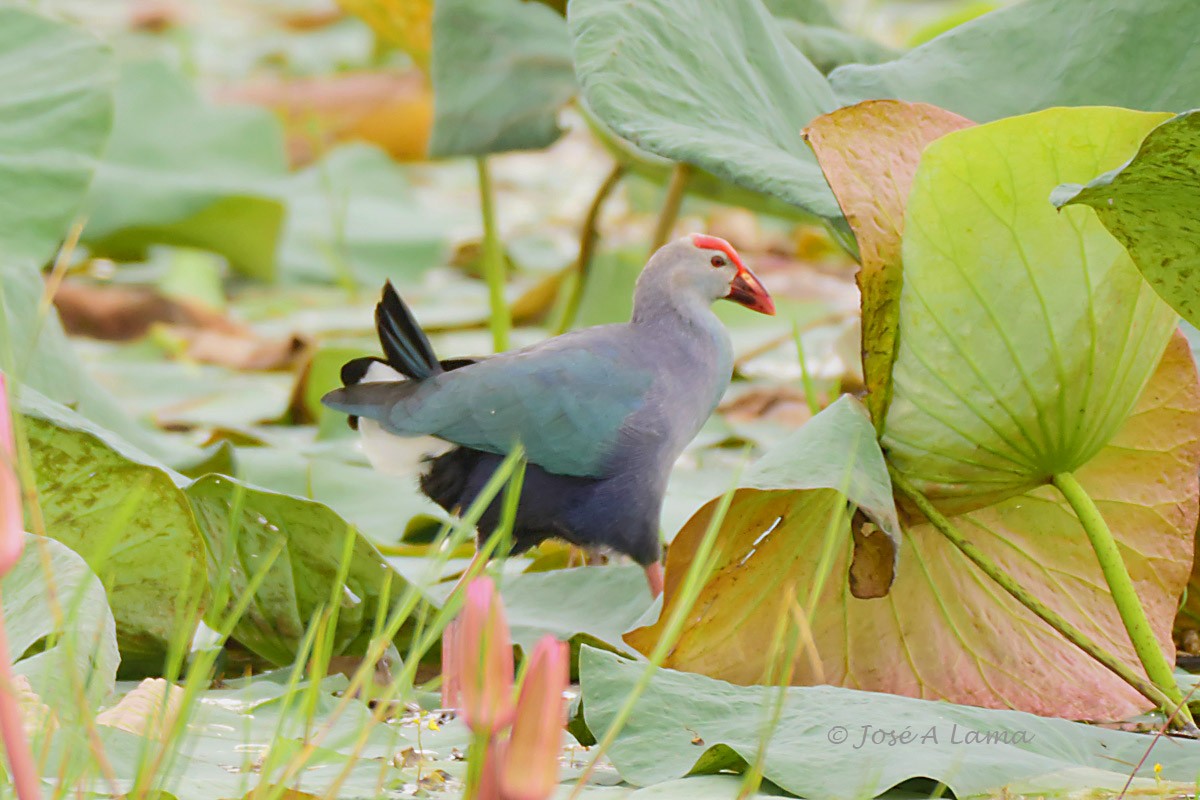 Gray-headed Swamphen - ML152026691