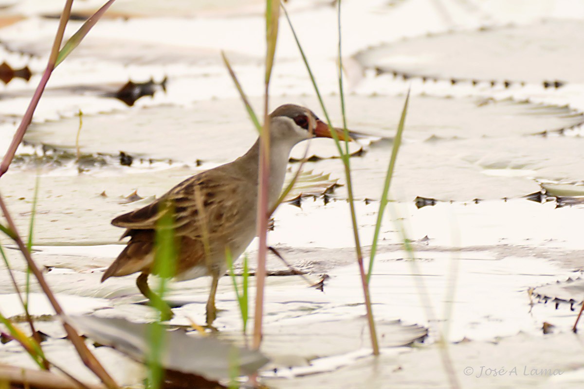 White-browed Crake - ML152026711