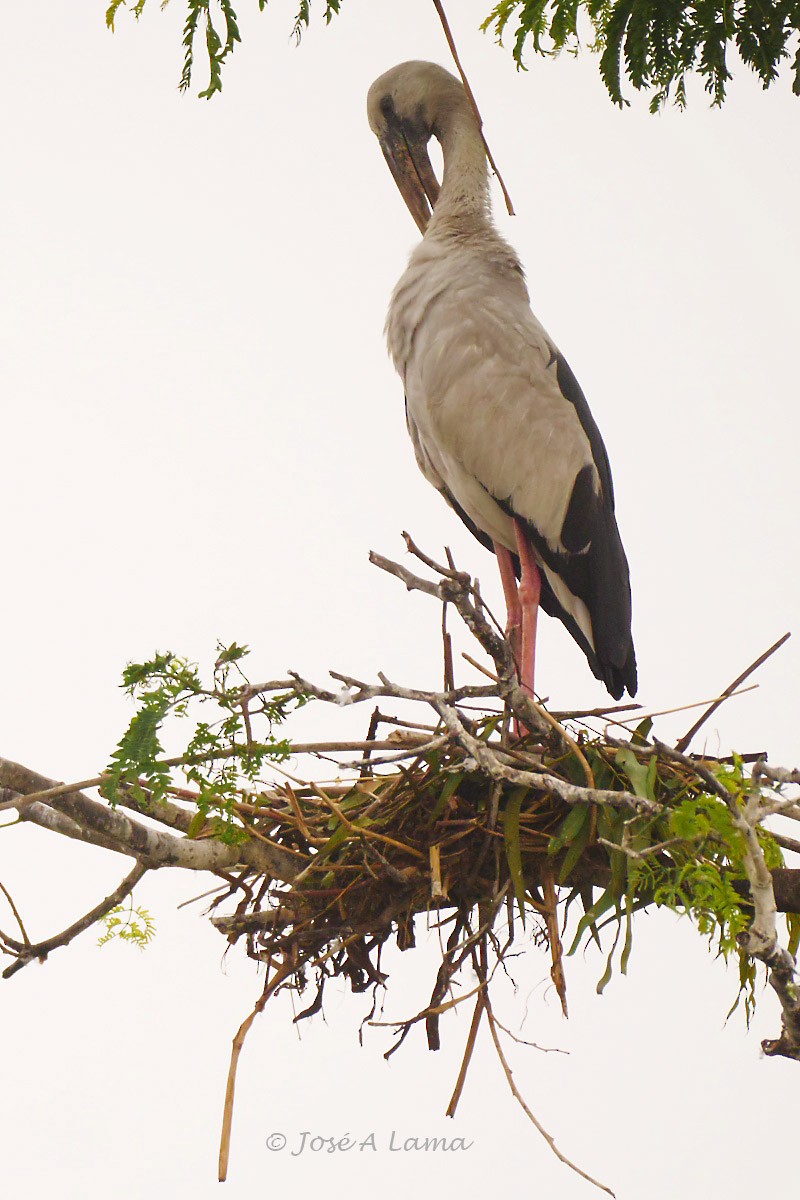 Asian Openbill - ML152026821