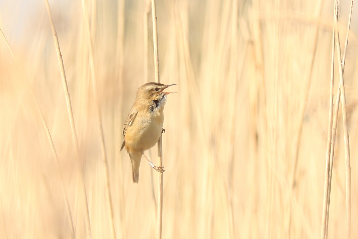 Sedge Warbler - ML152026861