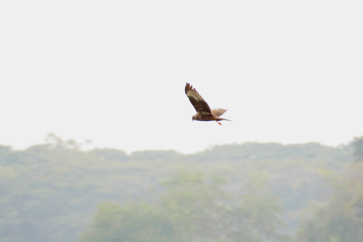 Eastern Marsh Harrier - ML152026891