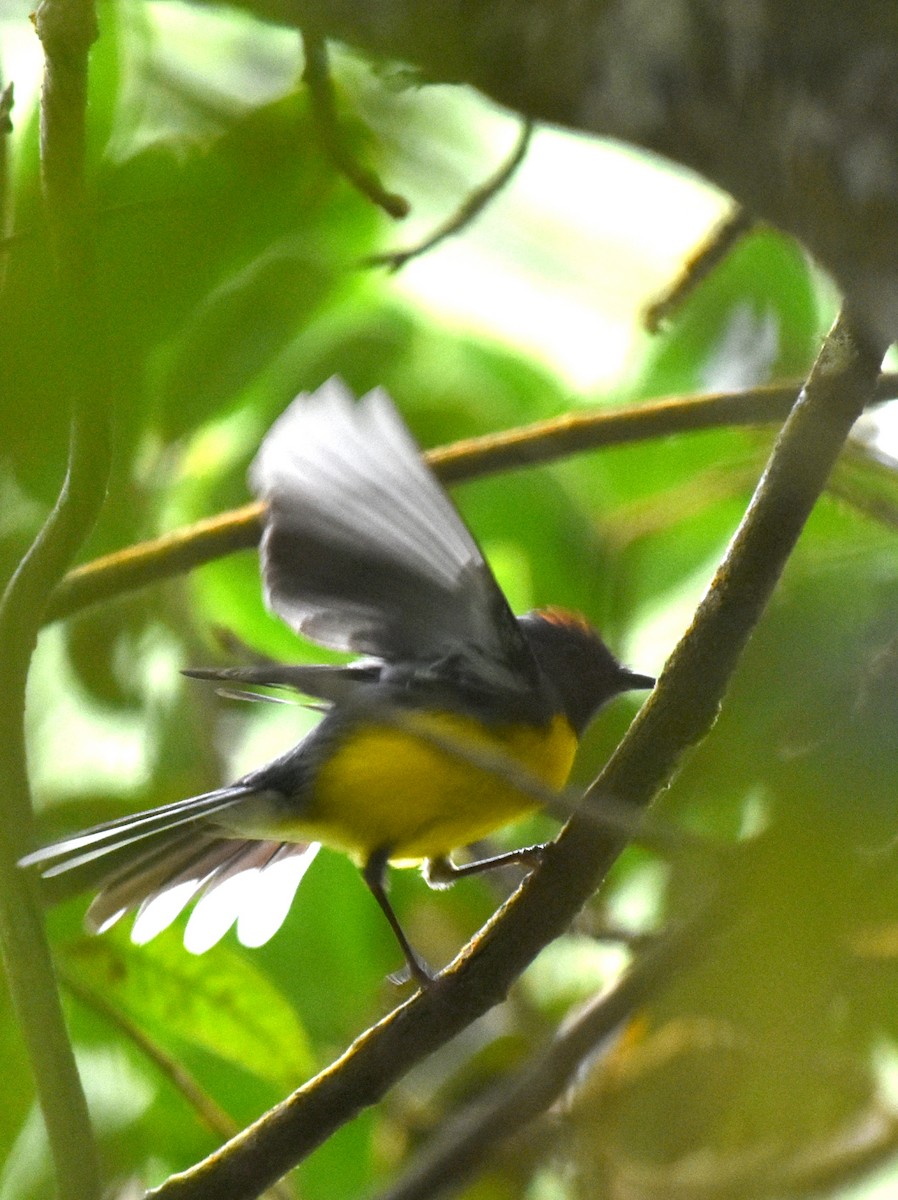 Slate-throated Redstart - ML152027001