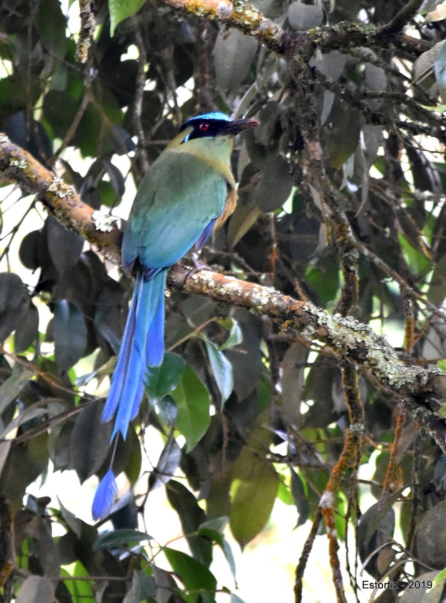 Motmot d'Équateur - ML152027071