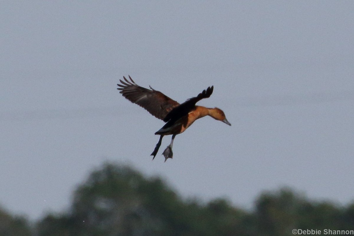 Fulvous Whistling-Duck - ML152027181