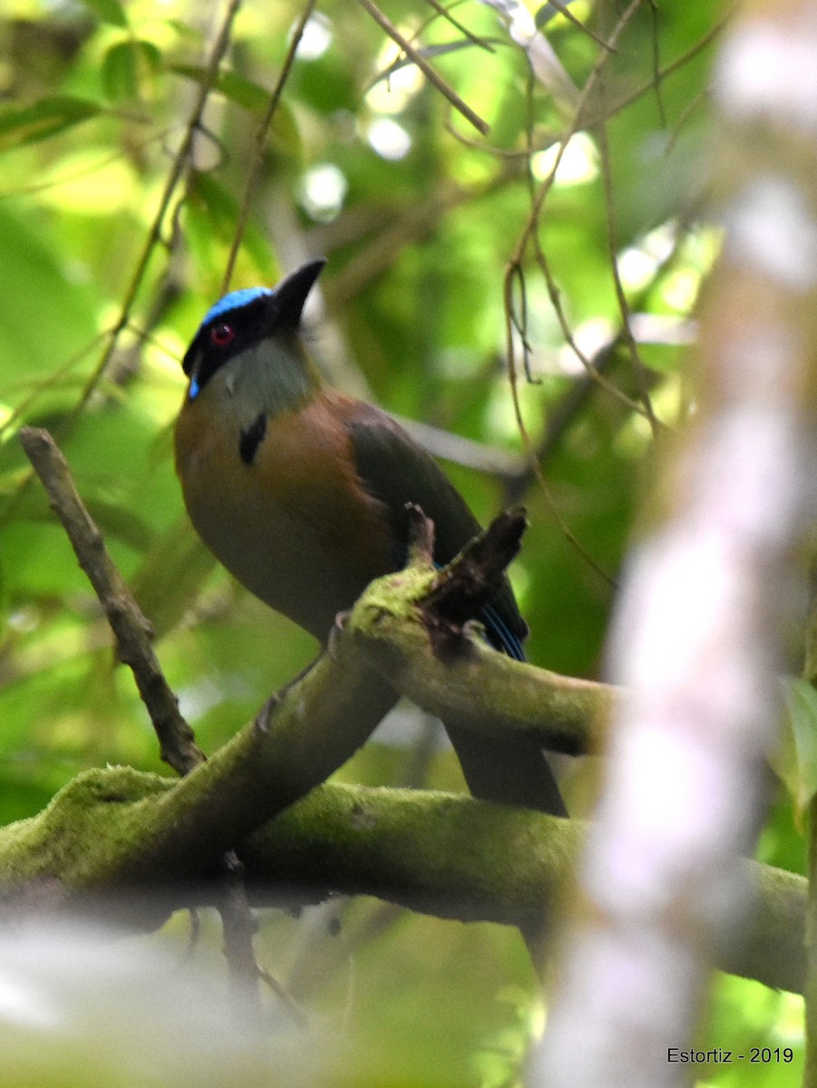 Andean Motmot - Esteban Ortiz