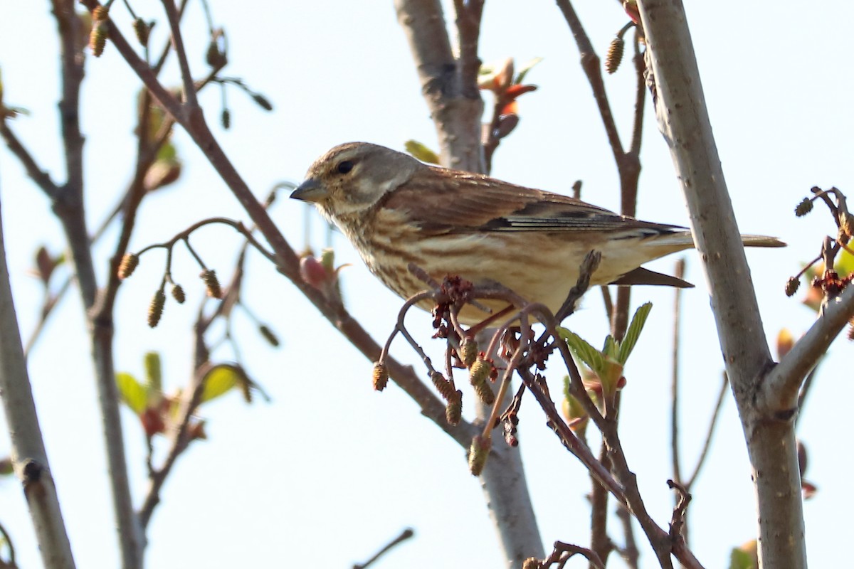 Eurasian Linnet - Letty Roedolf Groenenboom