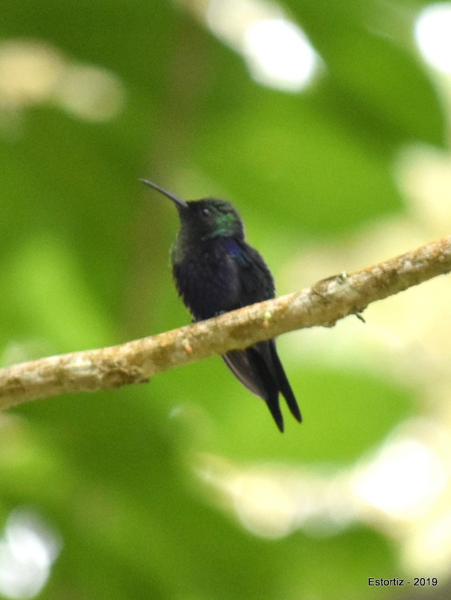 Crowned Woodnymph - ML152027671