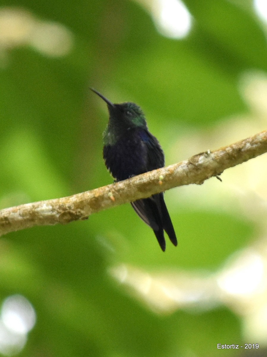 Crowned Woodnymph - ML152027681