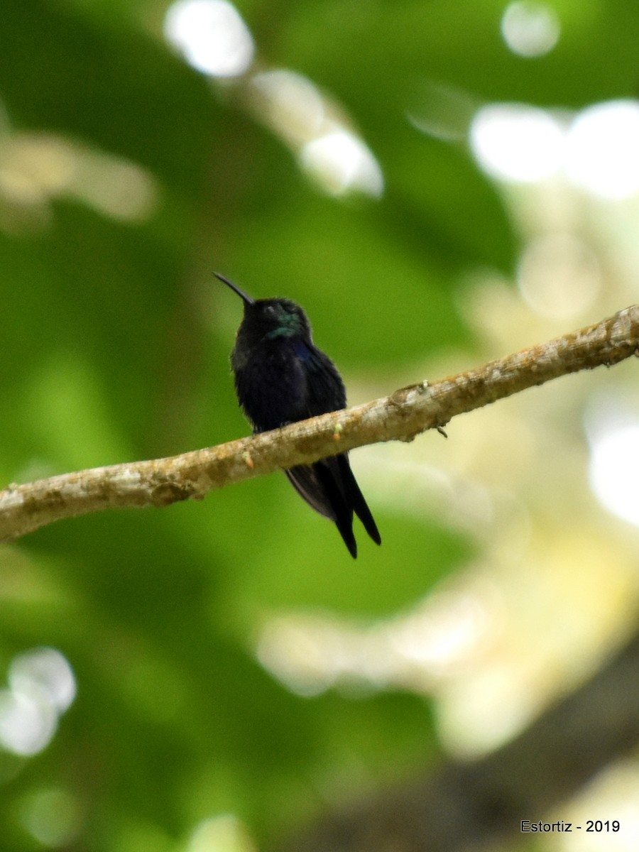 Crowned Woodnymph - ML152027721