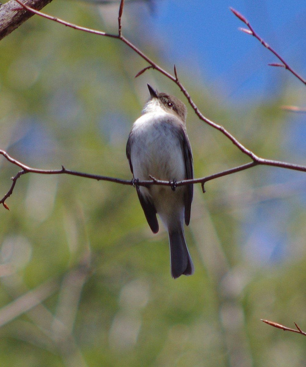 Eastern Phoebe - ML152027821