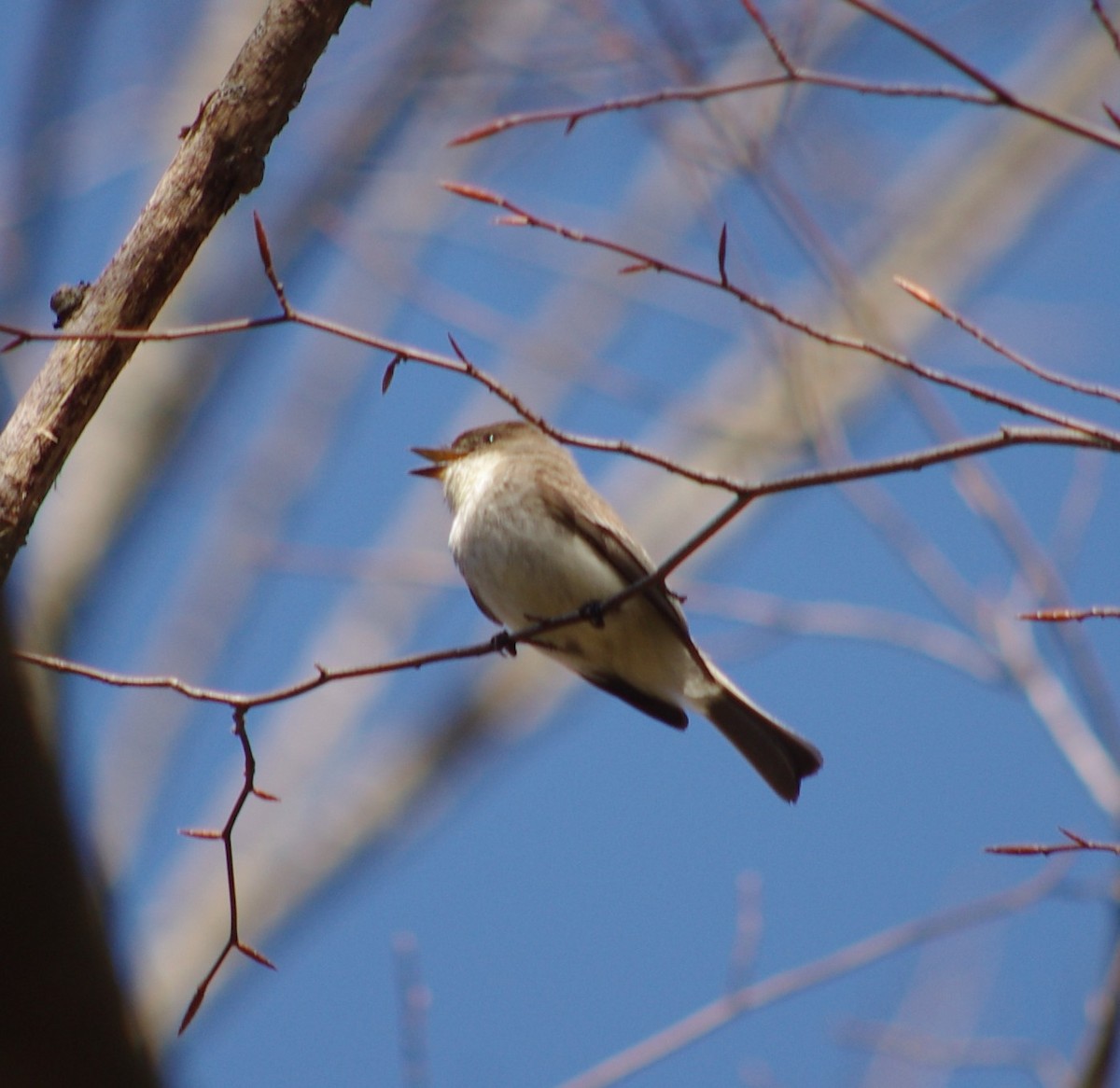 Eastern Phoebe - ML152027841