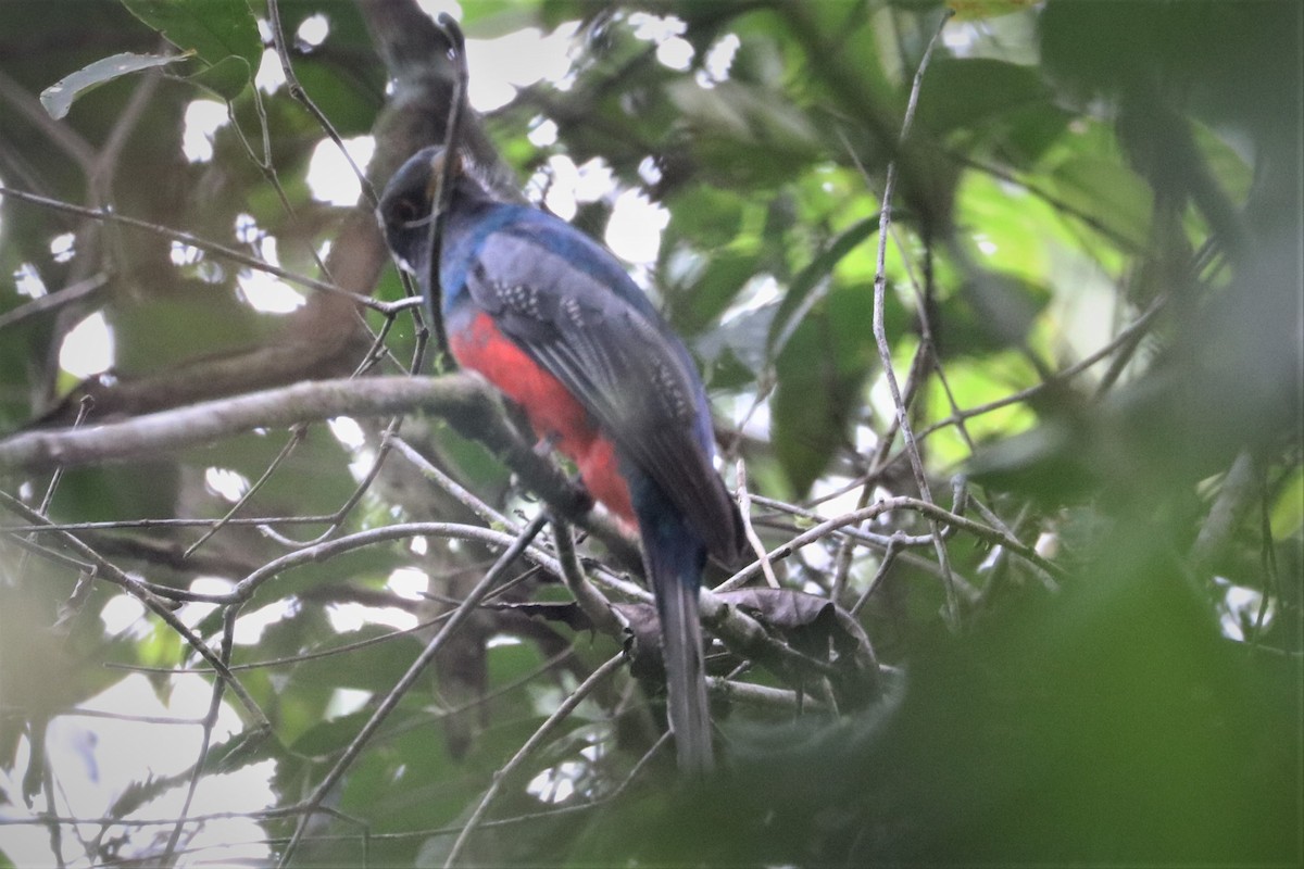 trogon modrotemenný - ML152028681