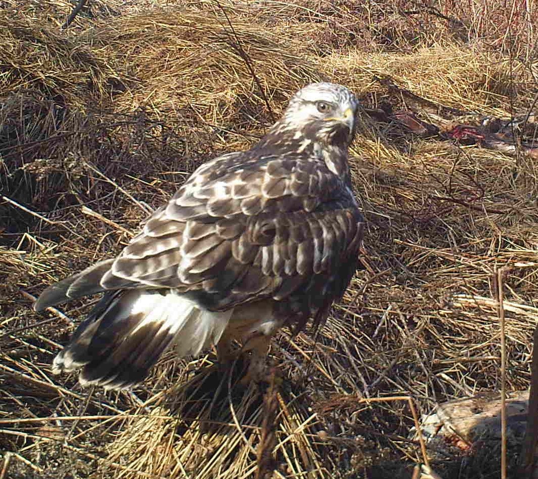 Rough-legged Hawk - ML152028711