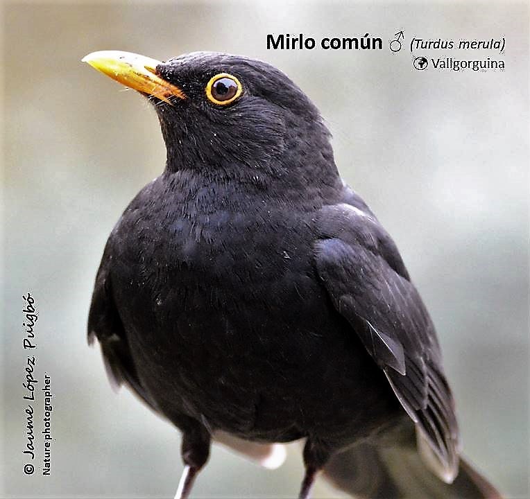 Eurasian Blackbird - ML152028741