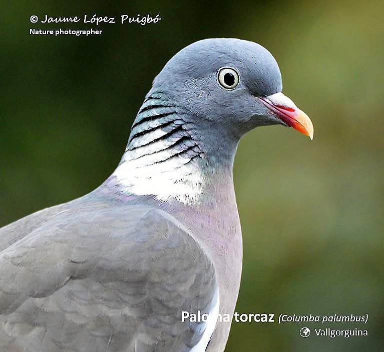 Pigeon ramier - ML152028851