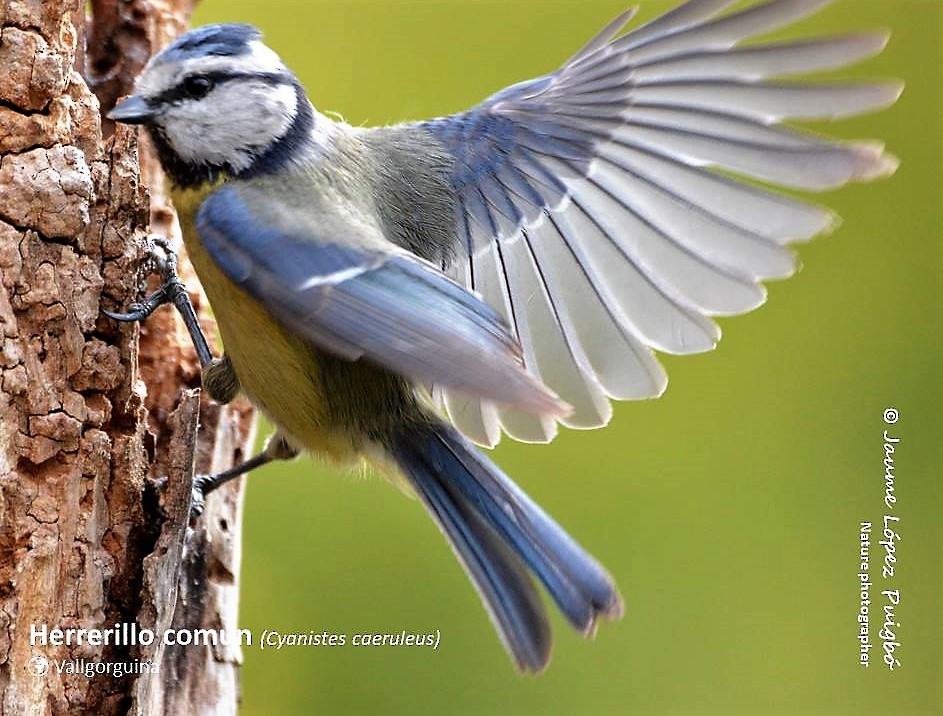 Eurasian Blue Tit - ML152028961