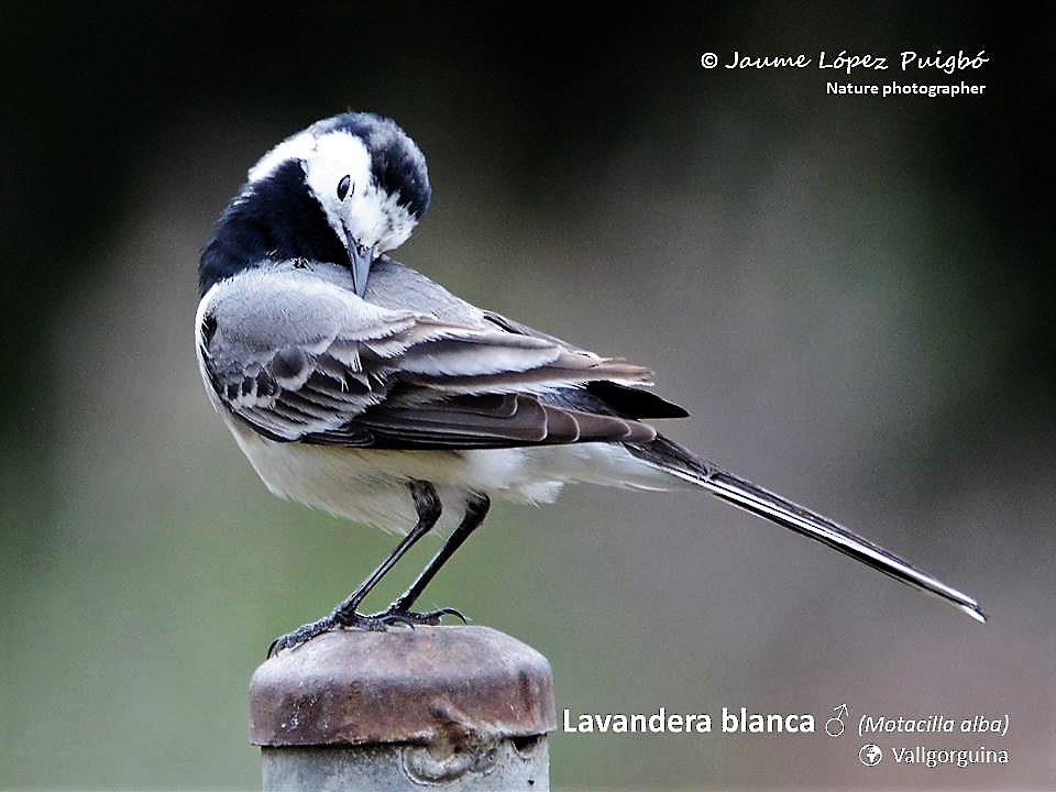 White Wagtail - ML152029001