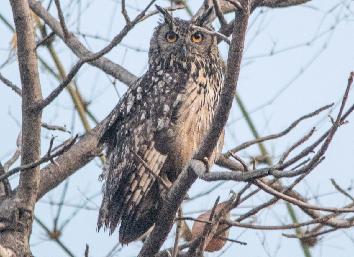 Rock Eagle-Owl - Dhanapal Kondasamy