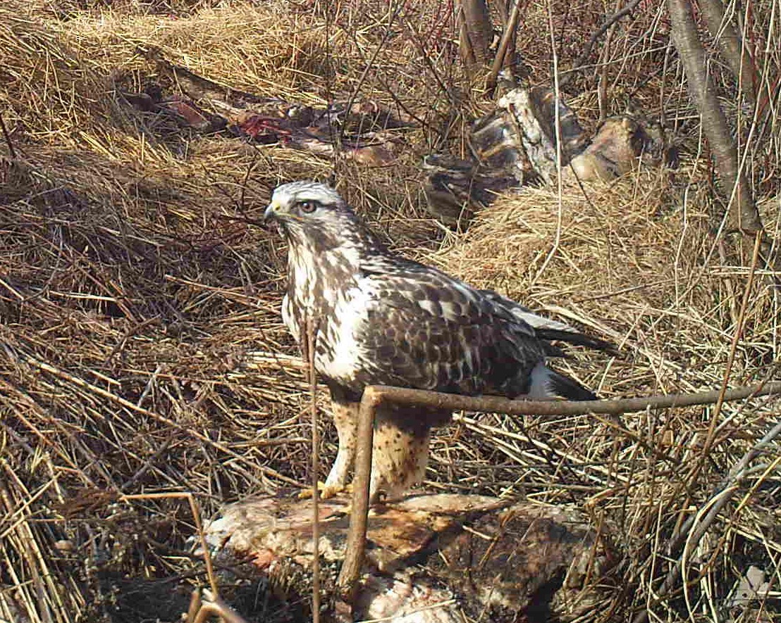 Rough-legged Hawk - ML152029201