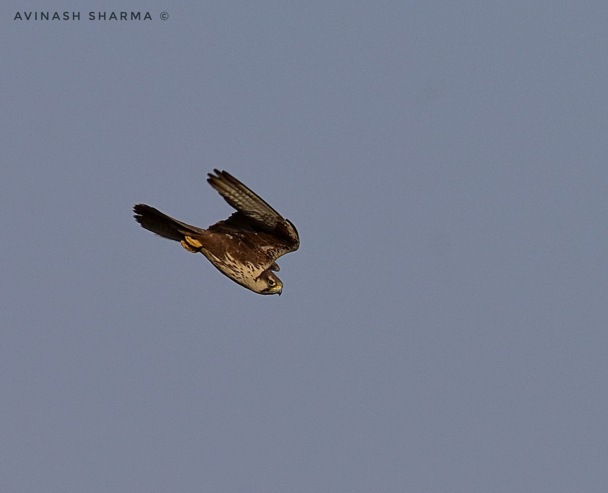 Laggar Falcon - AVINASH SHARMA