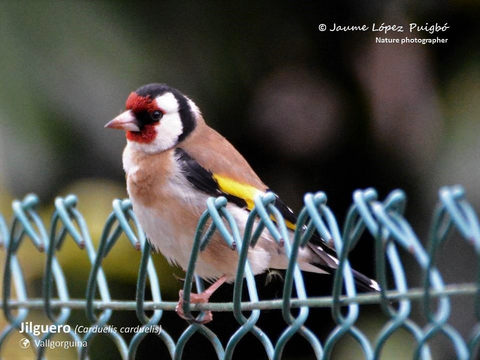 European Goldfinch - ML152029241