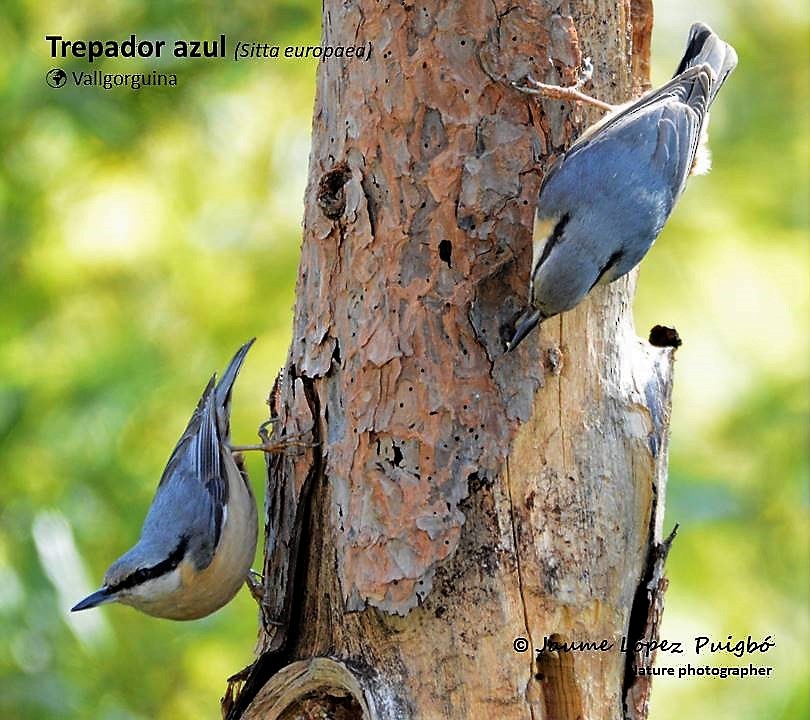 Eurasian Nuthatch - ML152029401