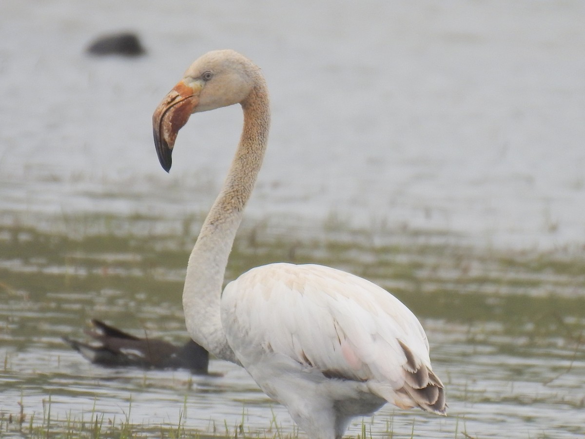 Greater Flamingo - ML152030461