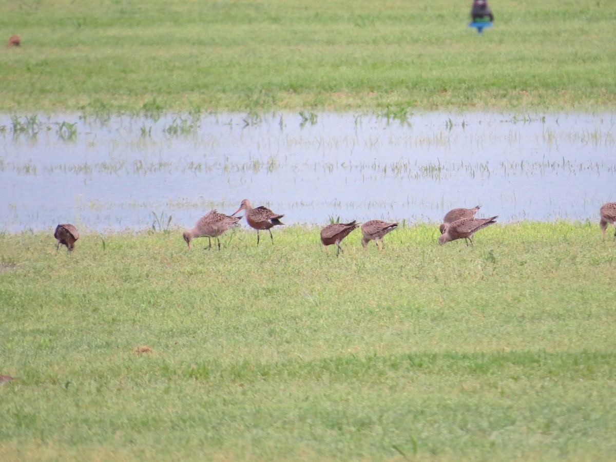 Hudsonian Godwit - Ted Drozdowski