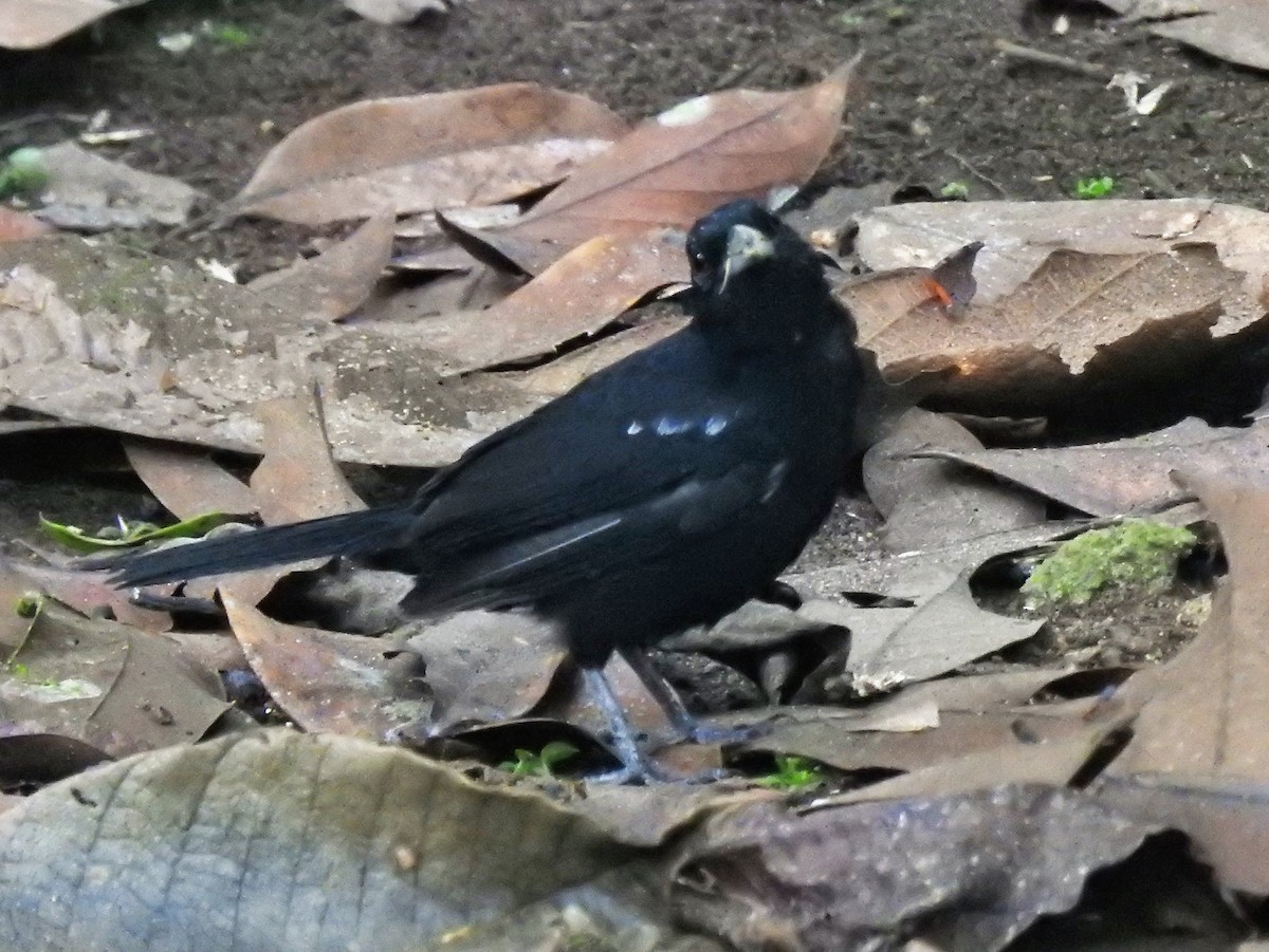 White-lined Tanager - ML152033111