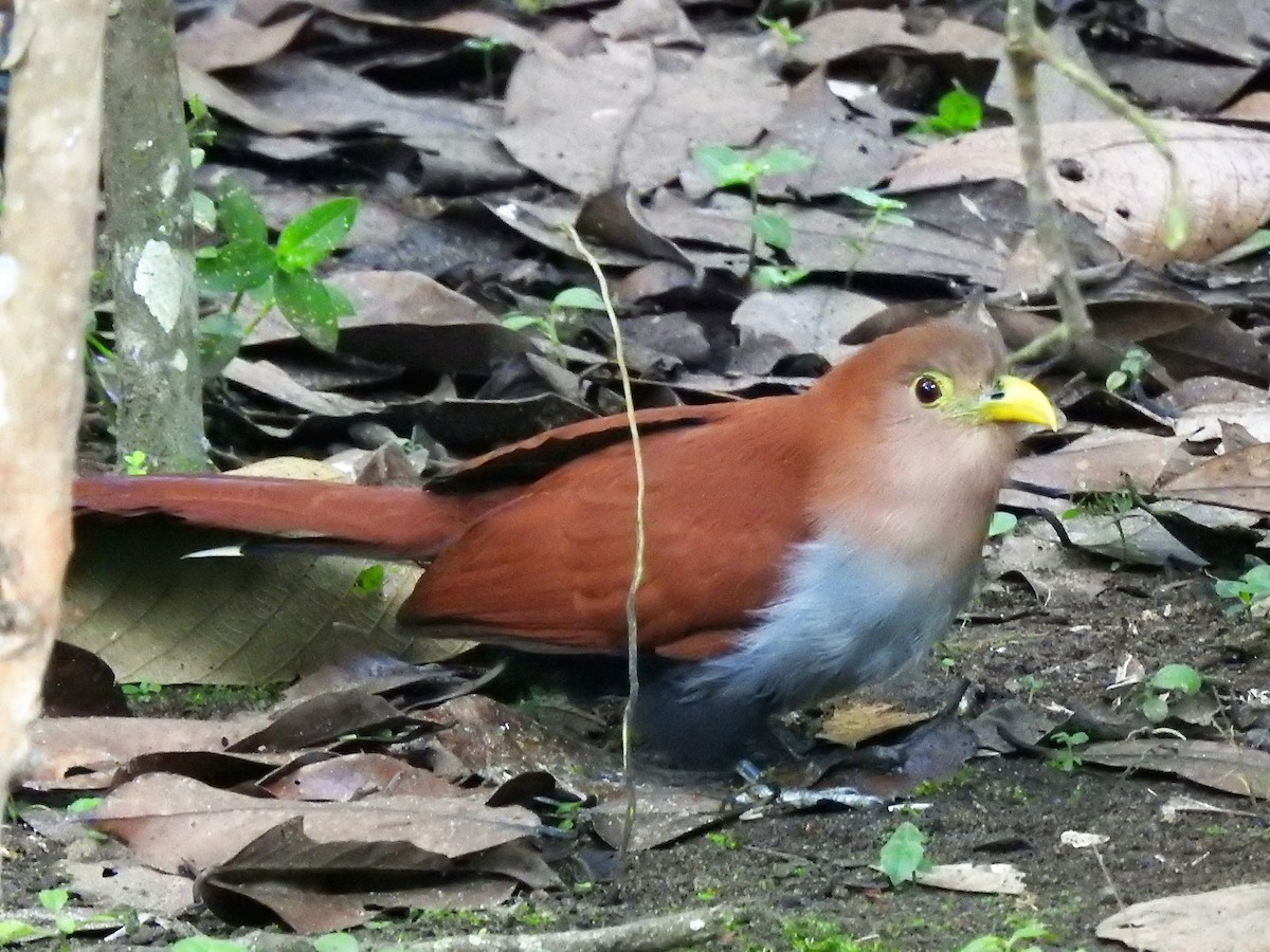 Squirrel Cuckoo - ML152033191