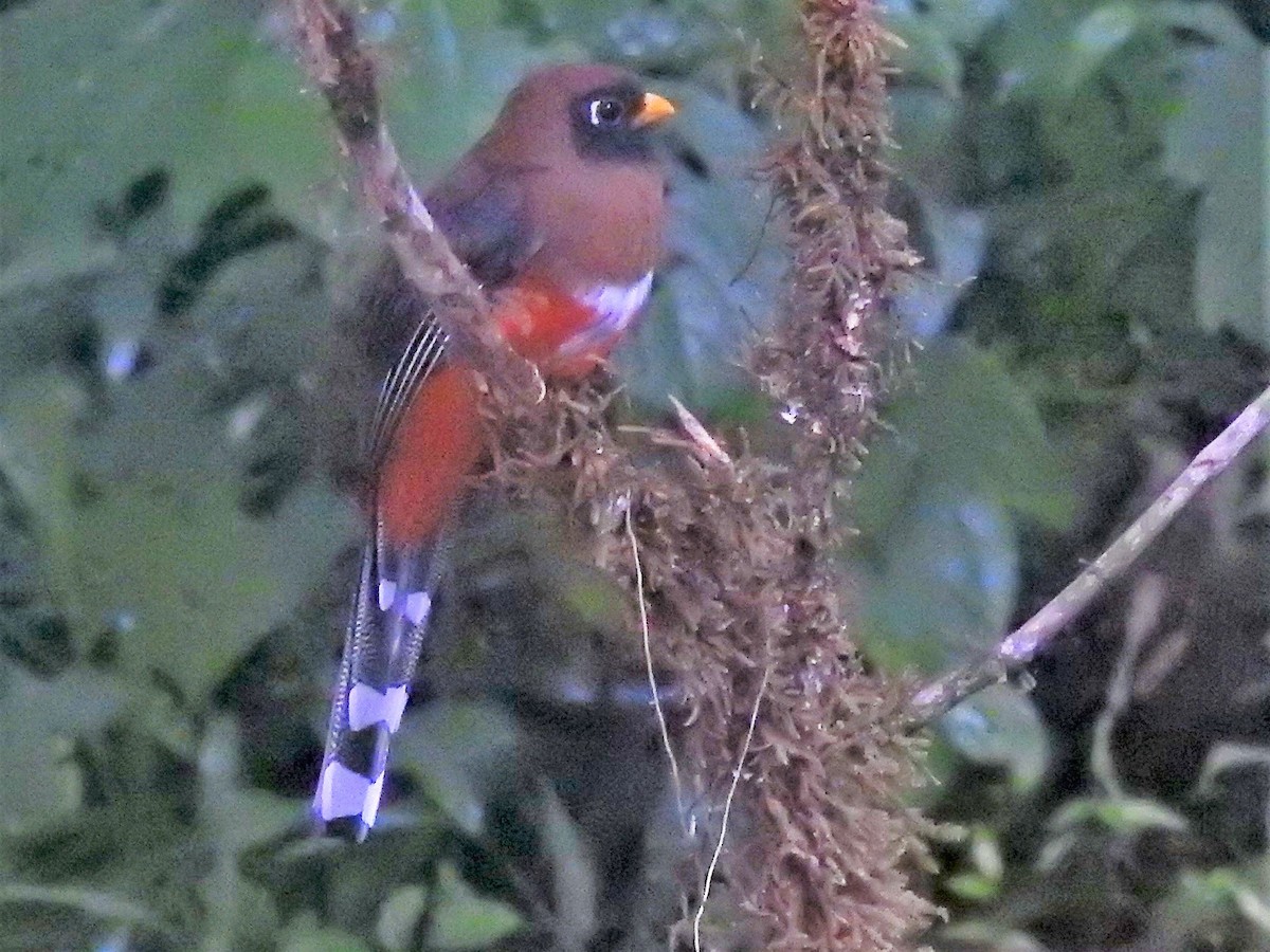 Masked Trogon - ML152033541