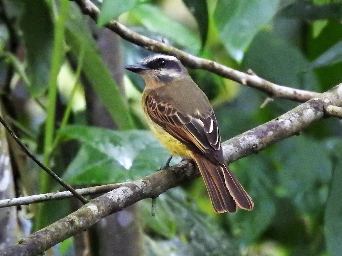 Golden-bellied Flycatcher - ML152033581