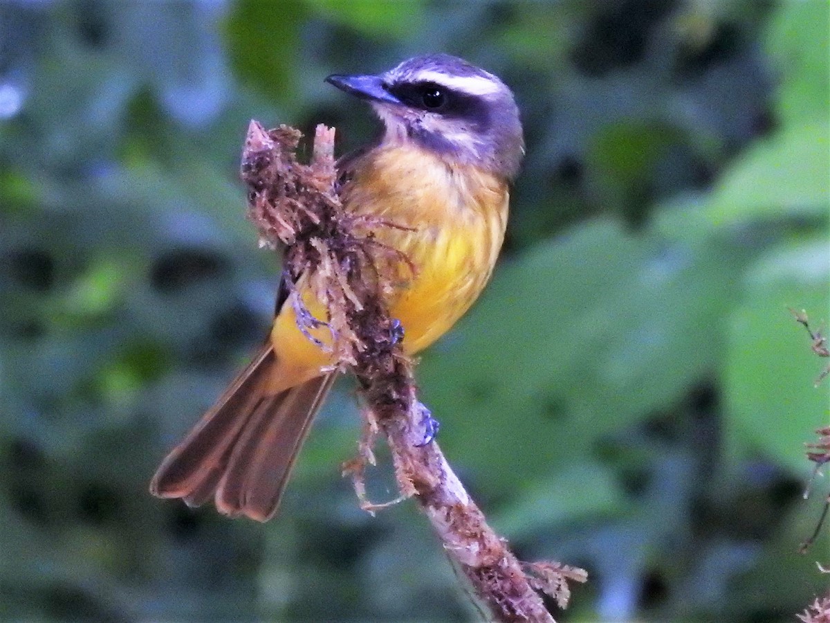 Golden-bellied Flycatcher - Dennis S Main