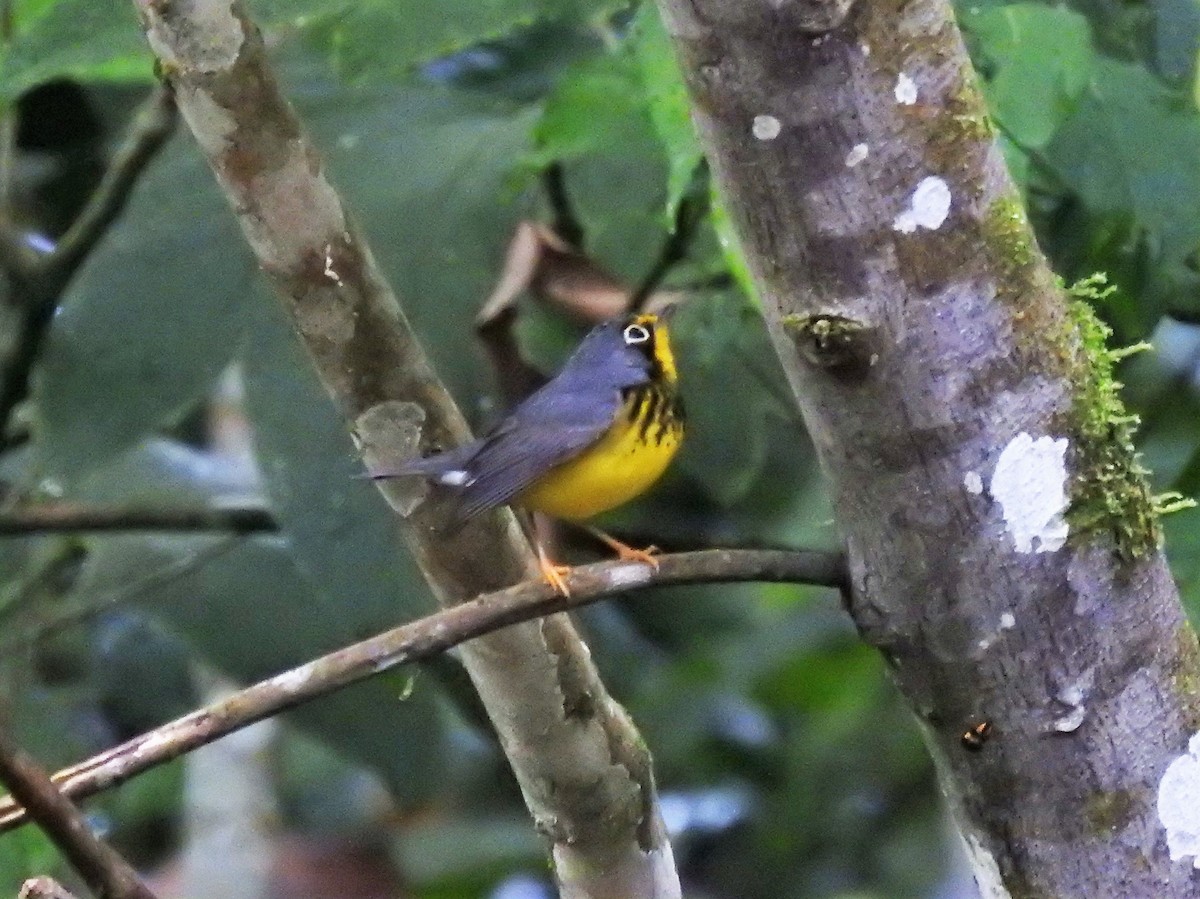 Canada Warbler - ML152033711