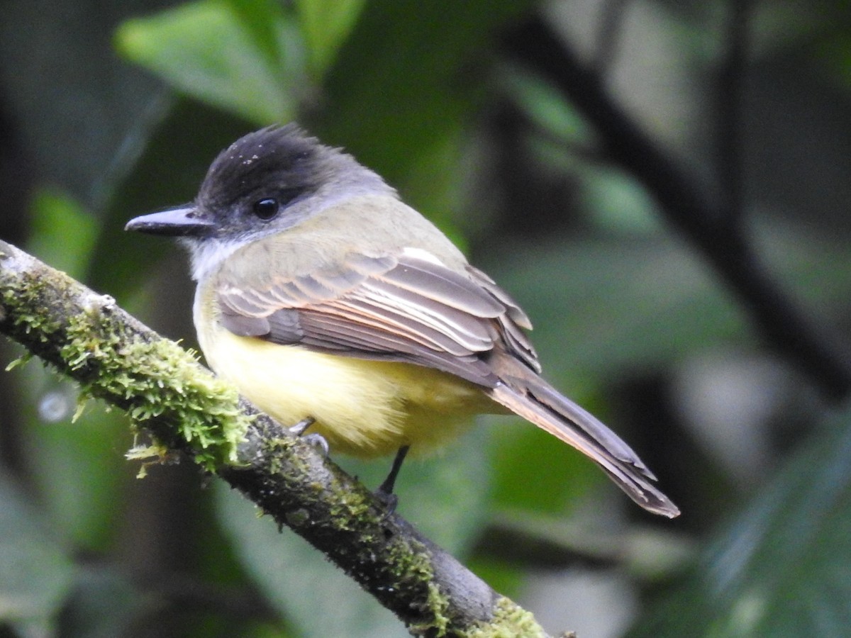 Dusky-capped Flycatcher - ML152033771