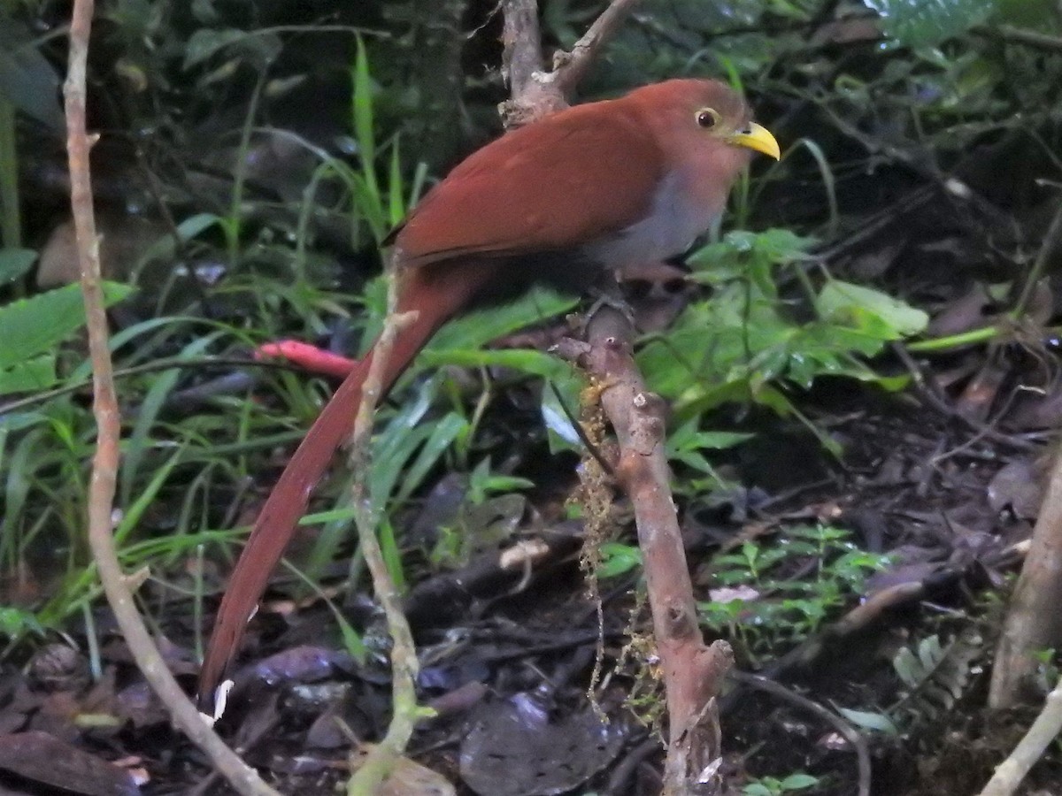 Squirrel Cuckoo - ML152033791