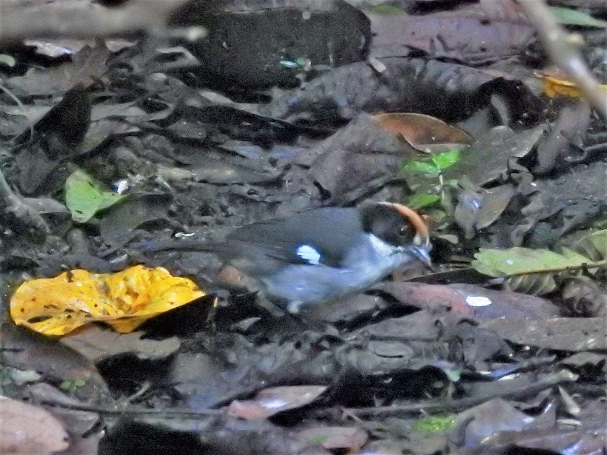 White-winged Brushfinch - ML152033881