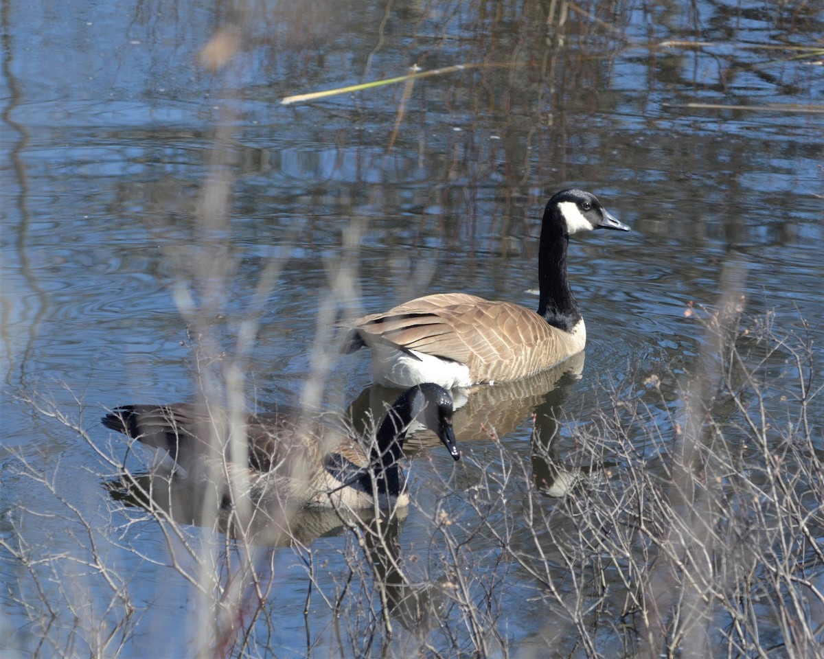 Canada Goose - Heather Pickard