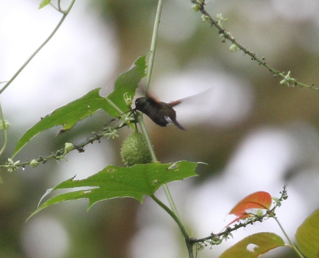 Black-bellied Hummingbird - Don Coons