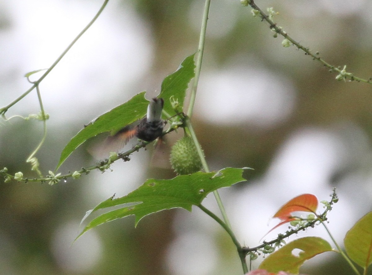 Colibri à ventre noir - ML152038231