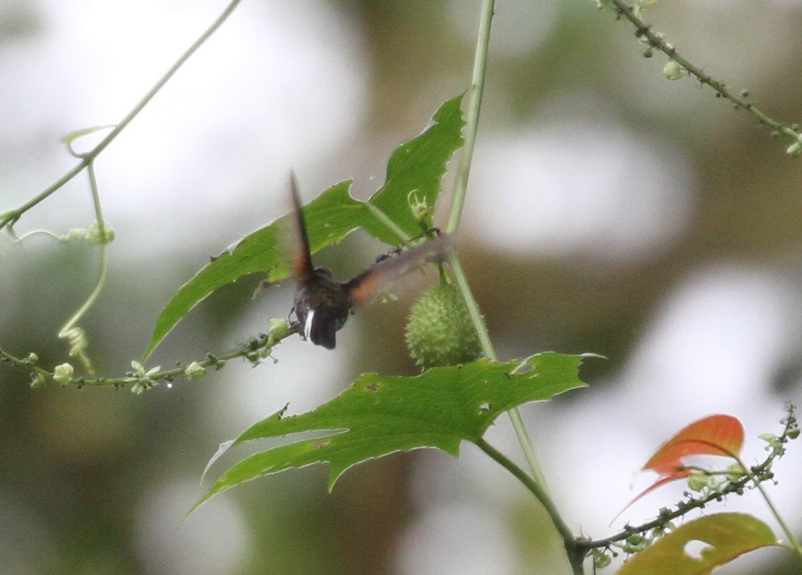 Colibrí Ventrinegro - ML152038271