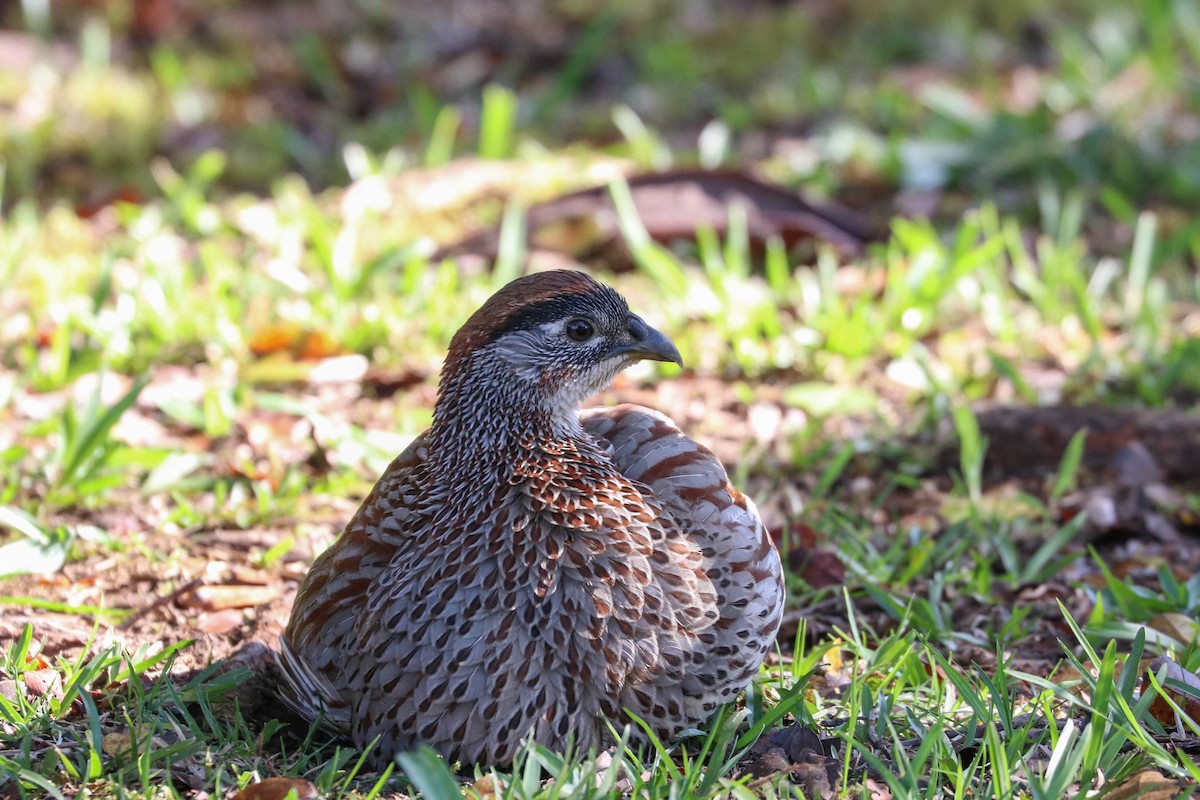 Francolin d'Erckel - ML152038341