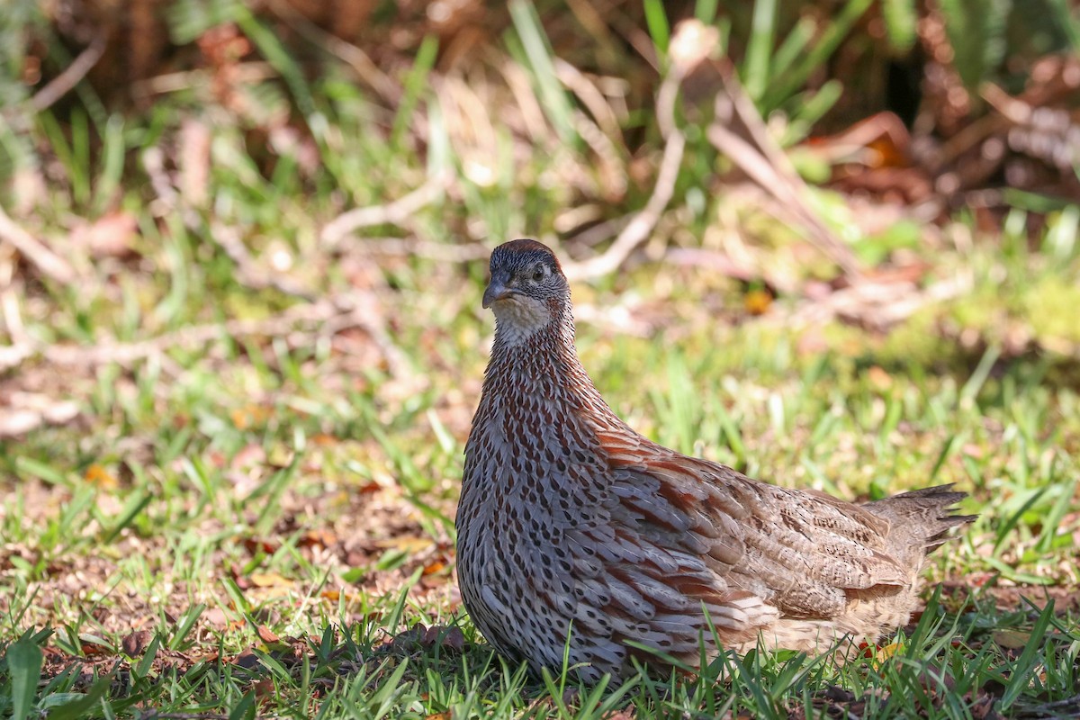 Erckel's Spurfowl - ML152038351