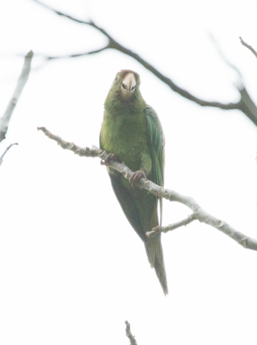 Crimson-fronted Parakeet - Don Coons
