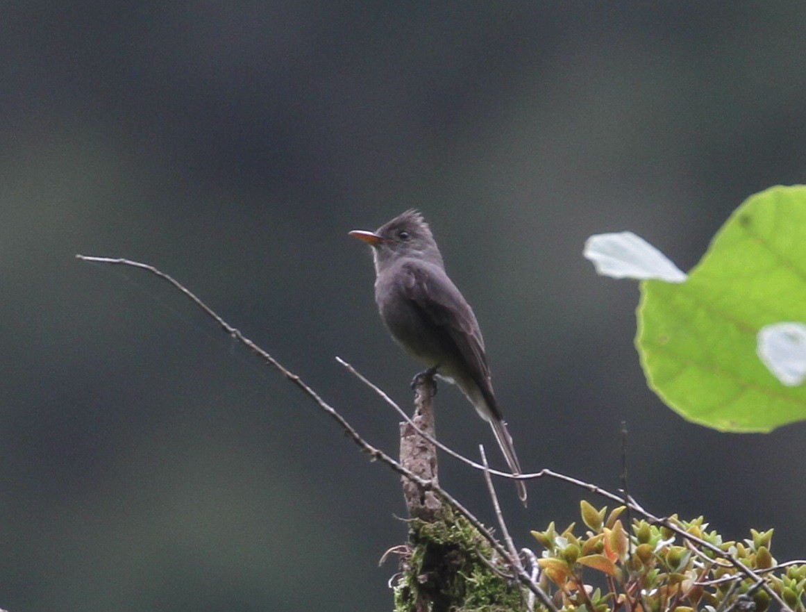 Dark Pewee - ML152038691