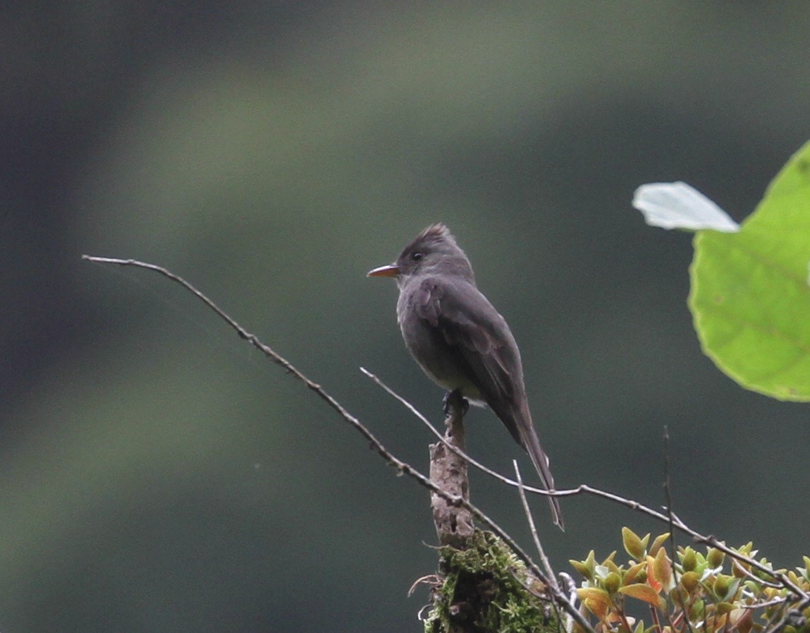 Dark Pewee - Don Coons